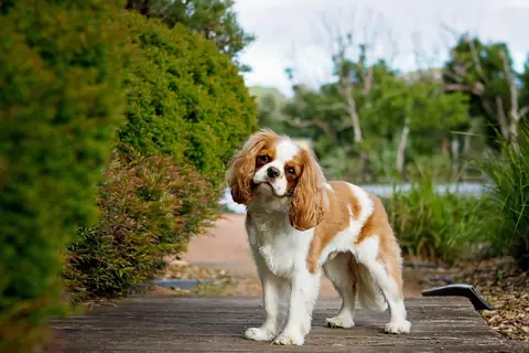 Source photo: the Cavalier King Charles Spaniel behind Clementine's sample, standing side-on on a wooden boardwalk path between hedges