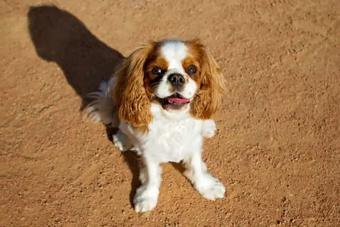 Source photo: the Cavalier King Charles Spaniel behind Clementine's sample, looking straight up at the camera from a sandy path, a long shadow beside it