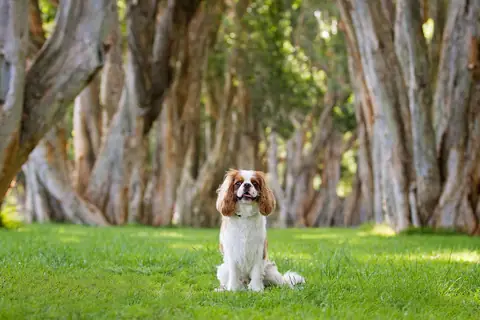 Source photo: the Cavalier King Charles Spaniel behind Clementine's sample, sitting on a lawn in an avenue of old trees