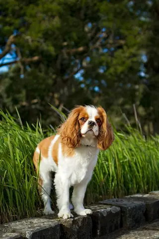 Source photo: the Cavalier King Charles Spaniel behind Clementine's sample, standing on a low stone edge in front of tall grass