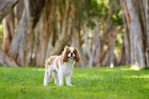 Source photo: the Cavalier King Charles Spaniel behind Clementine's sample, standing on a lawn in front of old tree trunks