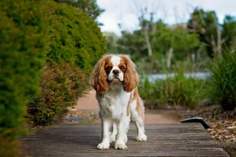 Source photo: the Cavalier King Charles Spaniel behind Clementine's sample, standing and facing the camera on a boardwalk path between hedges