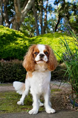 Source photo: the Cavalier King Charles Spaniel behind Clementine's sample, standing and facing the camera in a garden