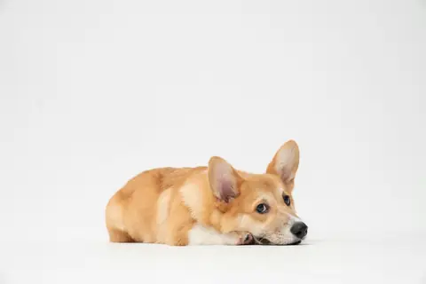 Source photo: the Pembroke Welsh Corgi behind Pickle's sample, lying down, chin on paws, against a white studio background