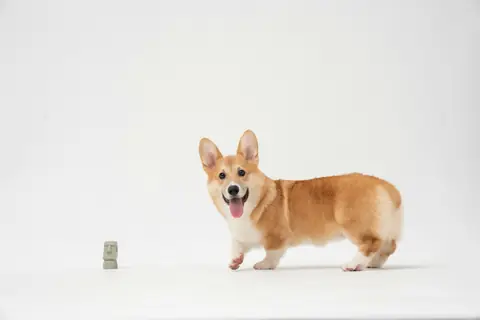 Source photo: the Pembroke Welsh Corgi behind Pickle's sample, standing side-on with the head turned to the camera, tongue out, against a white background