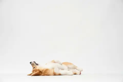 Source photo: the Pembroke Welsh Corgi behind Pickle's sample, rolling over on the floor against a white background