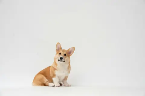 Source photo: the Pembroke Welsh Corgi behind Pickle's sample, sitting and facing the camera against a white background