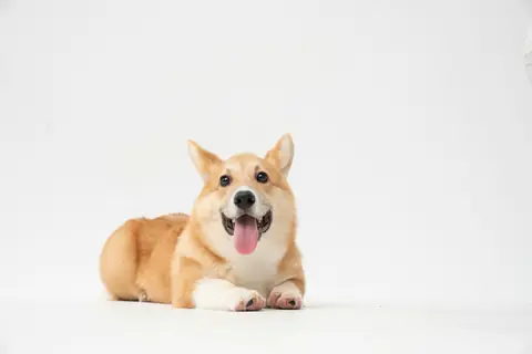 Source photo: the Pembroke Welsh Corgi behind Pickle's sample, lying down and facing the camera, tongue out, against a white background