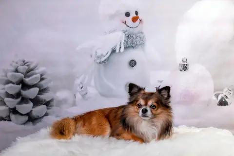 Source photo: the Chihuahua behind Pip's sample, lying on white fleece in front of a snowman decoration
