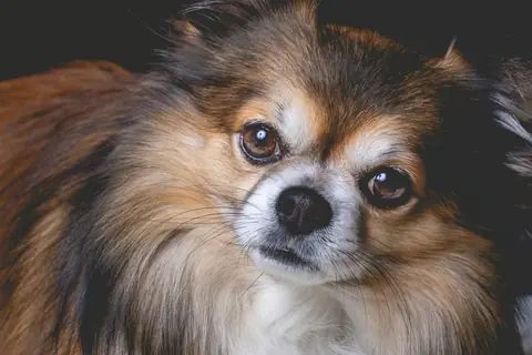Source photo: the Chihuahua behind Pip's sample, a close-up of the face