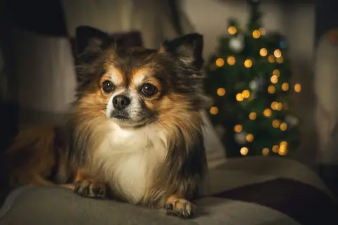 Source photo: the Chihuahua behind Pip's sample, lying on a sofa in front of a lit Christmas tree