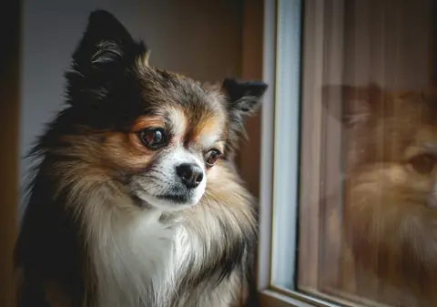 Source photo: the Chihuahua behind Pip's sample, in side profile beside a window