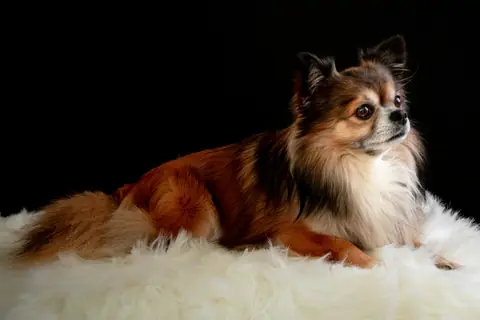 Source photo: the Chihuahua behind Pip's sample, lying on white fleece against a dark background