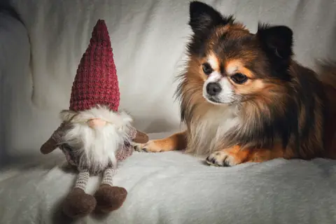 Source photo: the Chihuahua behind Pip's sample, lying on a sofa beside a gnome toy with a red knitted hat
